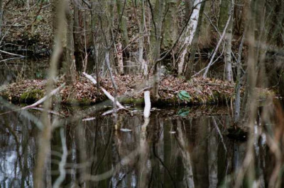 bruchwald_insel.jpg