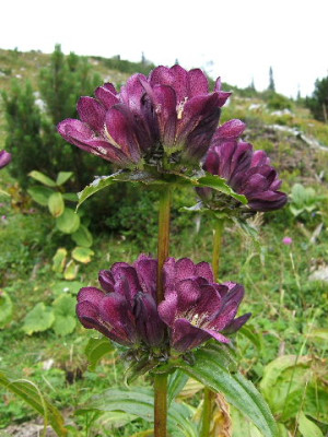Gentiana_pannonica_Feuerkogel_3.JPG