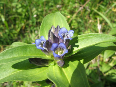 Gentiana_cruciata_1.JPG