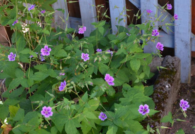 Geranium_nodosum-ClosduCoudray.20-1.jpg