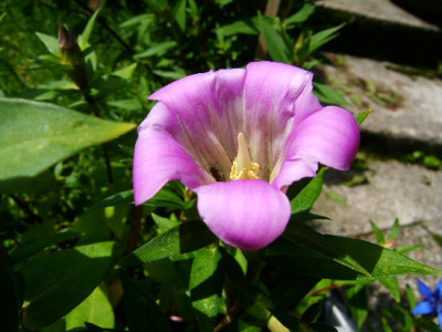 DSCF1553.JPG