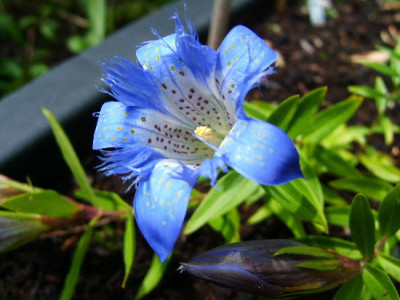 DSCF1572.JPG