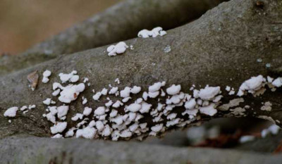 pilze_auf_baum_weiss.JPG