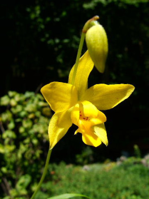 Spathoglottis_ixioides_4.JPG