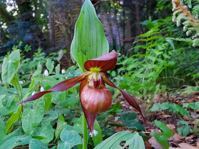 Epimedium Schoko.jpg