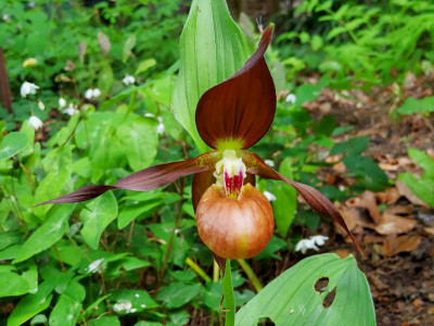 Epimedium Schoko 1.jpg
