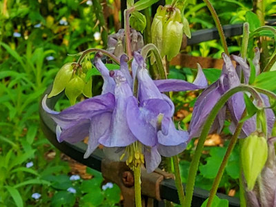 Aquilegia fliederfarben.jpg