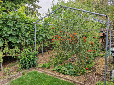 Tomaten 20230731.jpeg