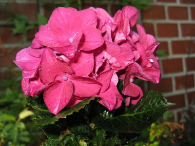 H_macr_MerveilleSanguineIMG_1101_640x480.JPG