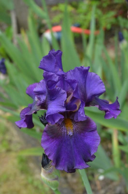 D9562.JPG