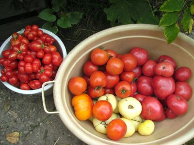Tomatenernte_en_gros.jpg