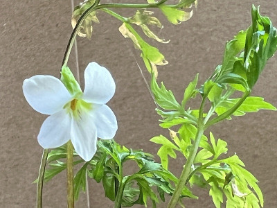 2024-05-10 Viola wasauchimmer.jpg