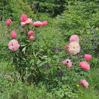 Paeonia Pink Hawaiian Coral 20240510_140113.jpg