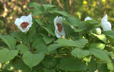 Paeonia obovata.jpg