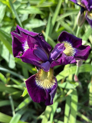 IMG_9890.jpeg