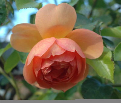 A6779a_Large.JPG