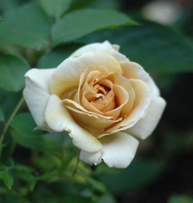 A6786a_Large.JPG