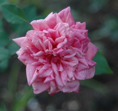 A6788a_Large.JPG