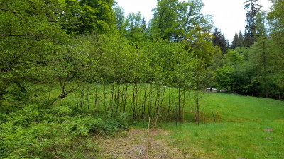 IMG-20240510-WA0017.jpeg