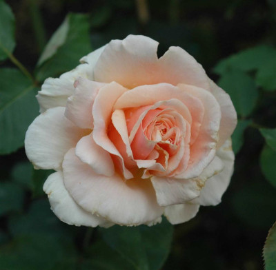 A6793a_Large.JPG