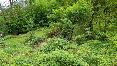 IMG-20240510-WA0016.jpeg