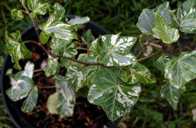 DSC01852_DxO.jpg
