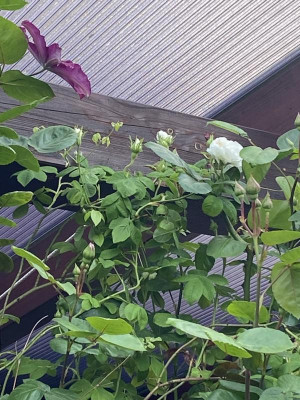 IMG_5757.jpeg