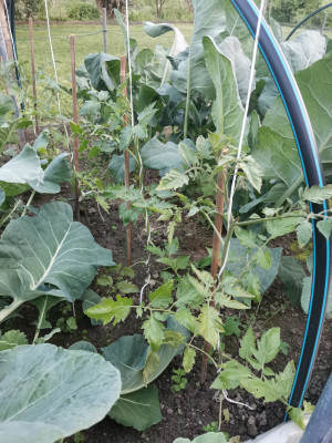 Tomaten 20240510.jpeg