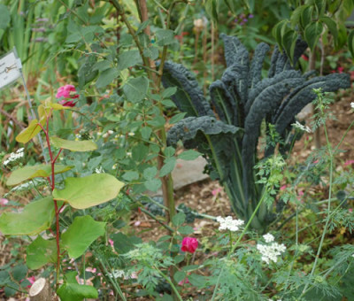 Gartenkombination_mit_Rose_DSC_4529.jpg