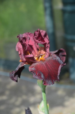 D9623.JPG