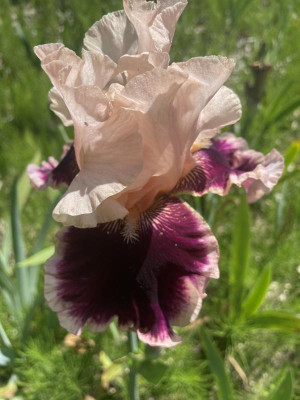 IMG_0092.jpeg