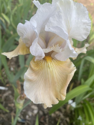 IMG_0076.jpeg