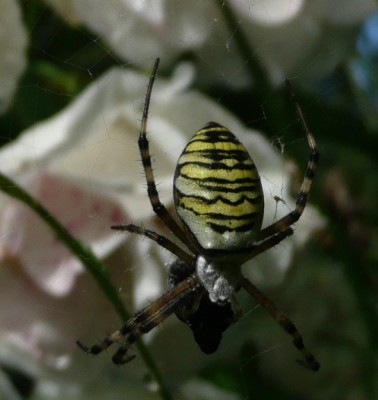 argiope.jpg