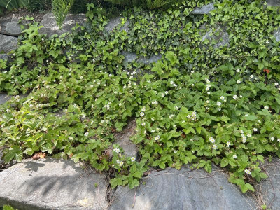 IMG_5160.jpeg