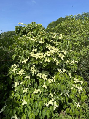Cornus kousa ex Girard Nana Mai 2024.jpg