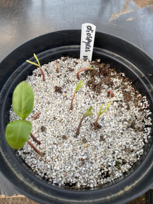 Diospyros virginiana Germination 2024.jpg