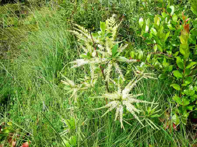75_Cyrilla-racemiflora-080808a.jpg