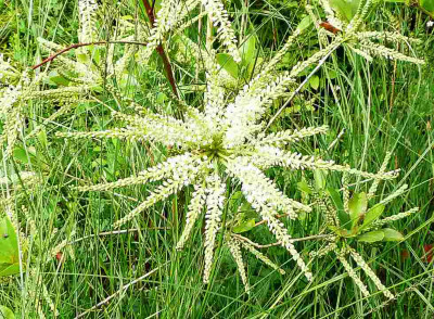 75_Cyrilla-racemiflora-Detail.jpg