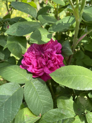 IMG_5444.jpeg