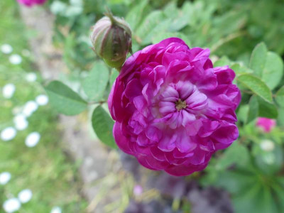 Parvifolia.JPG