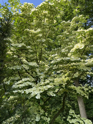 Cornus Venus 2 Mai 2024.jpg
