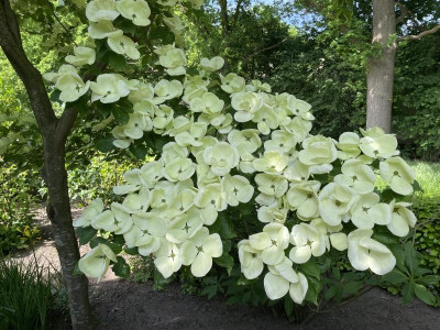 Cornus Venus Mai 2024.jpg