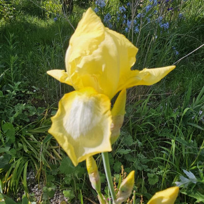 gelbe Himmelmanns 20240512_163458.jpg