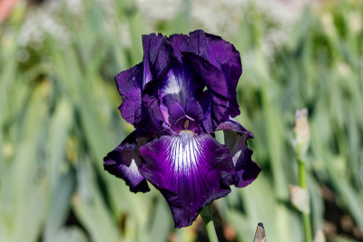 Exotic Star # BH.jpg
