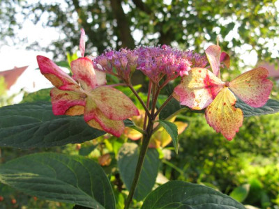 H_serr_Grayswood_IMG_1185_640x480.JPG