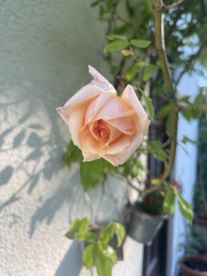 IMG_5794.jpeg