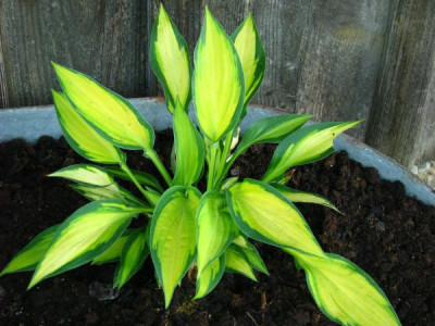 unbekannte_hosta.jpg