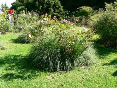 Rose_Pennisetum.jpg