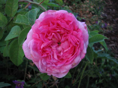 reine_des_violettes_weingart_08-2008.jpg