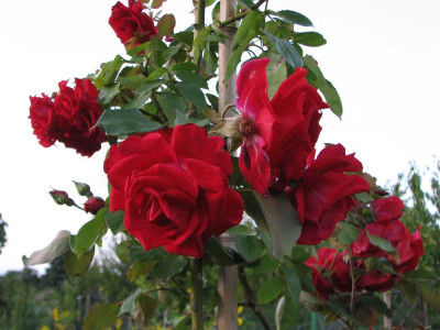 rote_unbekannte_2008.jpg
